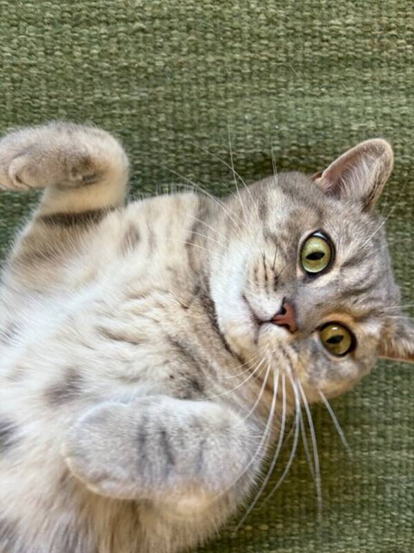 Katt - Katten Tiger