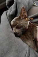 Katten Lucifer