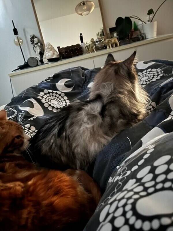 Katt - Tuffsan