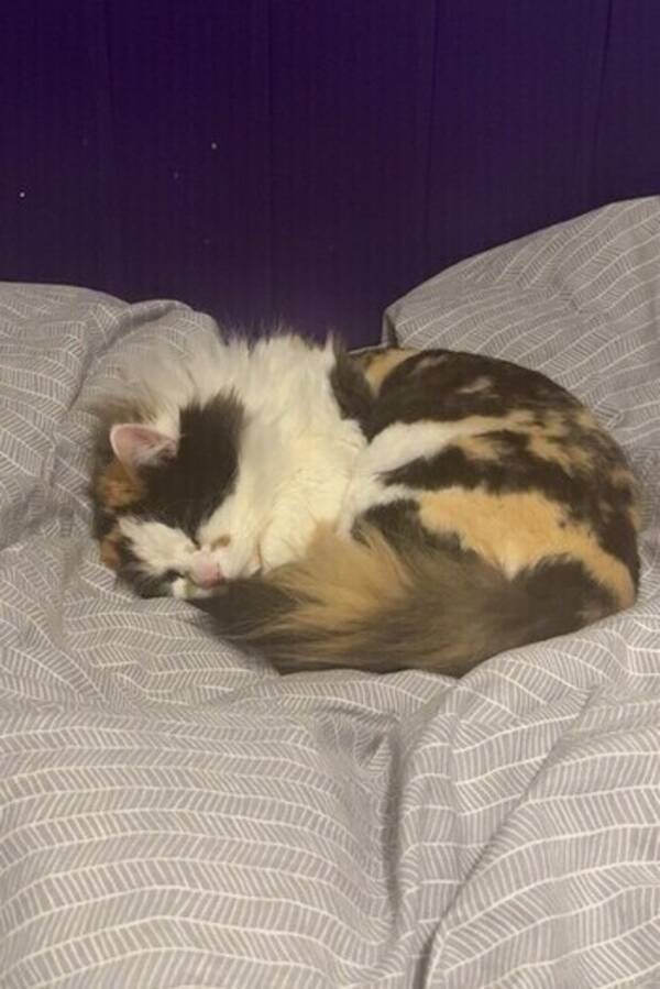 Katt - Freia
