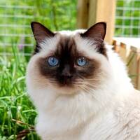 Ragdoll