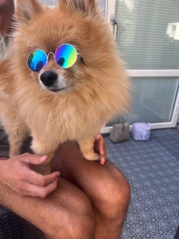 Hund - Blind hund  