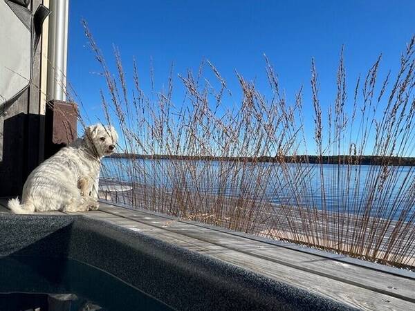 Hund - Malteser Sören