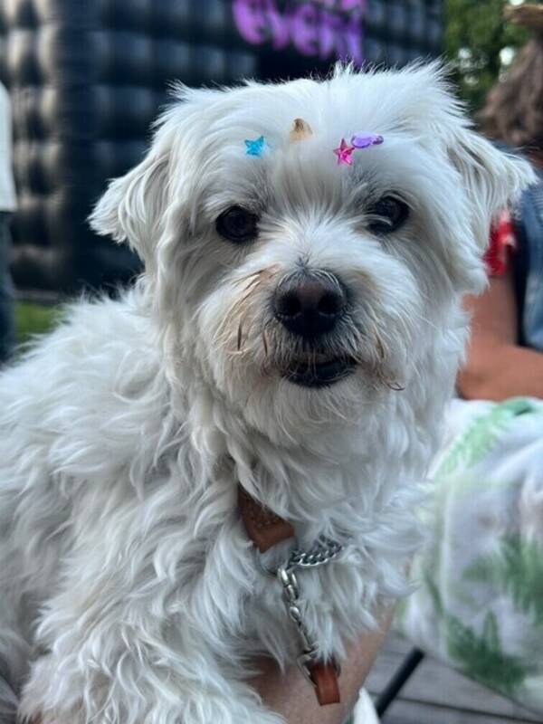 Hund - Malteser Sören