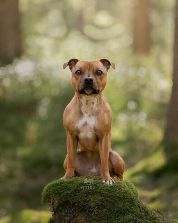 Hund - Staffen Raya