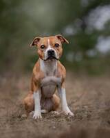 Staffen Cleo