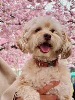 Cavapoo Lexin