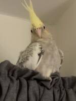 Fågel