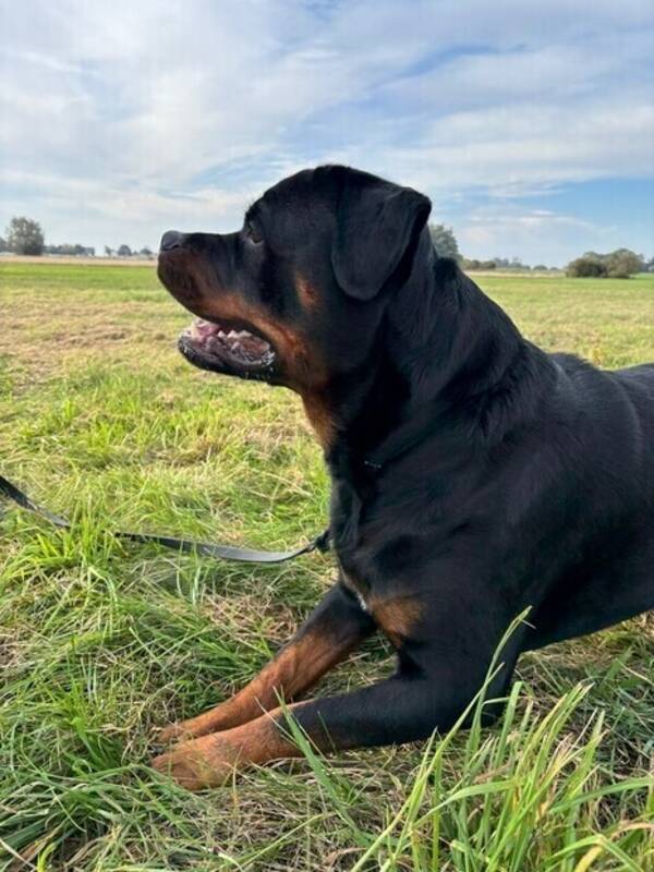 Hund - Ragnar