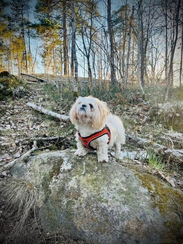 Hund - Skye
