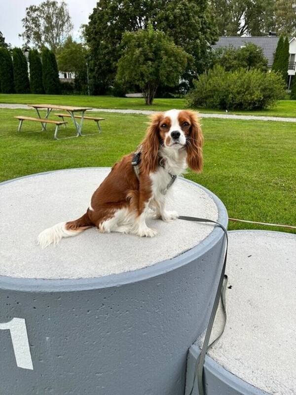 Hund - Cavalier King Charles 