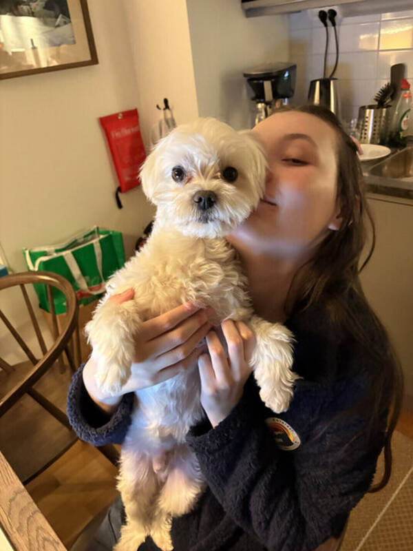 Hund - Maltesern Bamse 