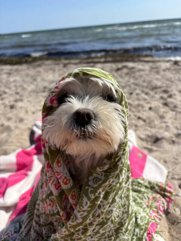 Hund - Maltesern Bamse 