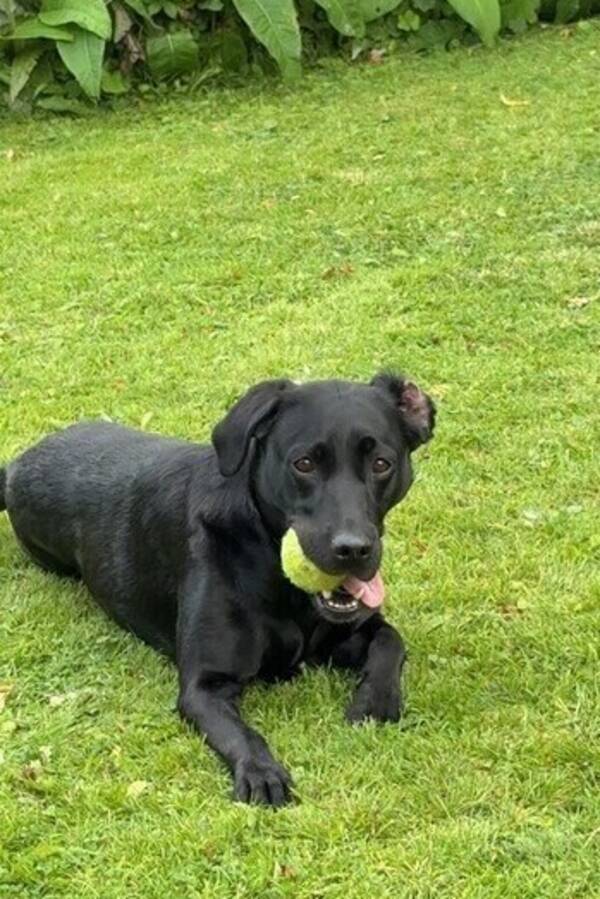 Hund - Labradoren Axa