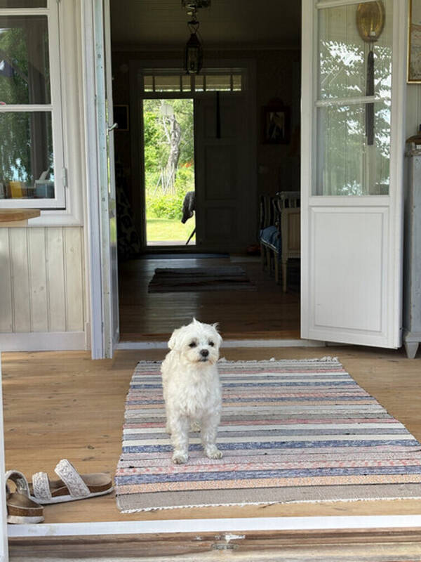 Hund - Maltesern Bamse 