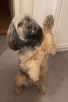 Tibetansk terrier Yanka. 