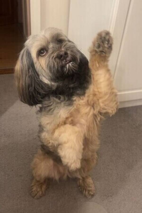 Hund - Tibetansk terrier Yanka. 