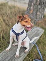 Brasiliansk terrier Alvin