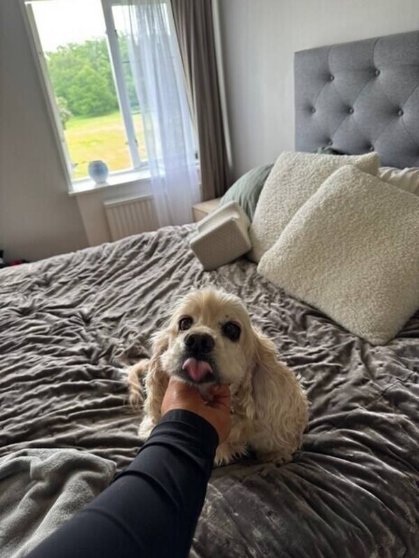 Hund - Tokiga Cooper