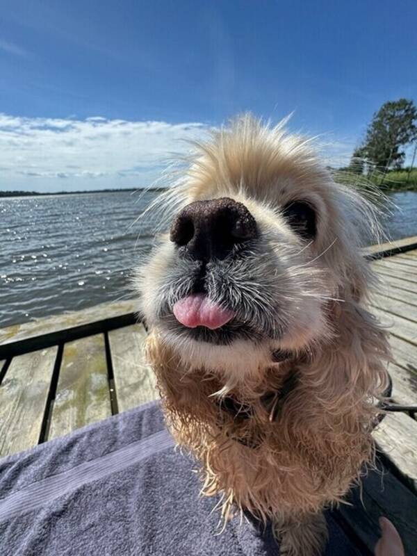 Hund - Tokiga Cooper