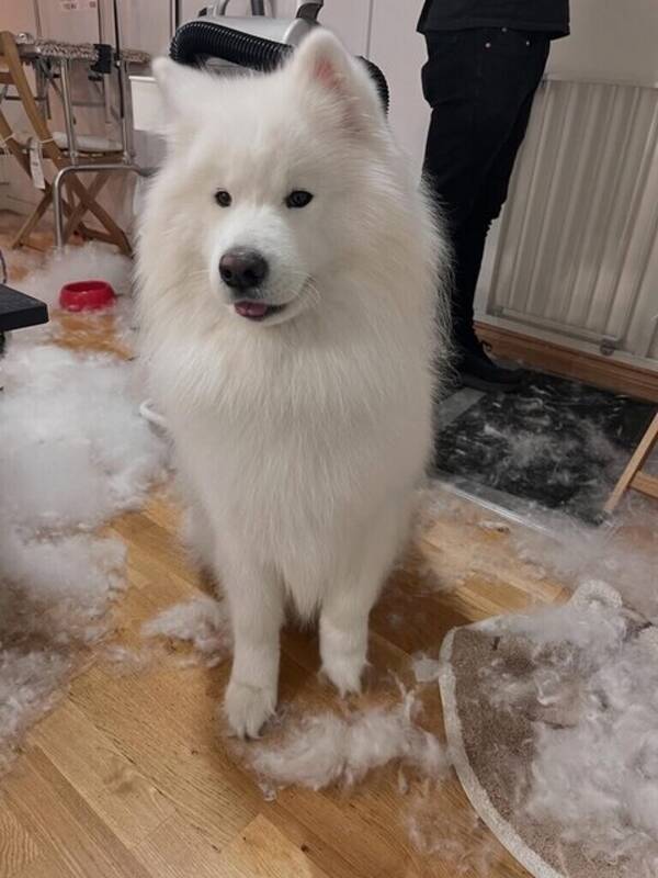 Hund - Samojed Sam