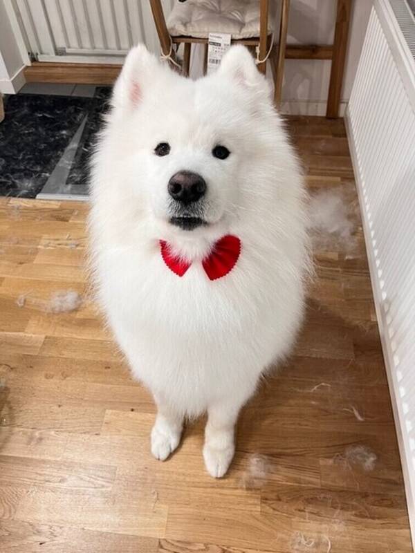 Hund - Samojed Sam
