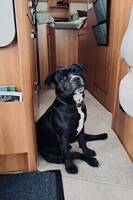 staffordshire bull terrier Balder