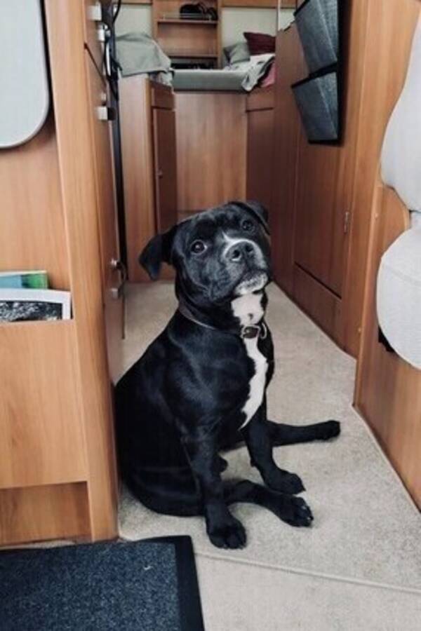Hund - staffordshire bull terrier Balder