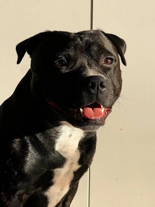 Hund - staffordshire bull terrier Balder