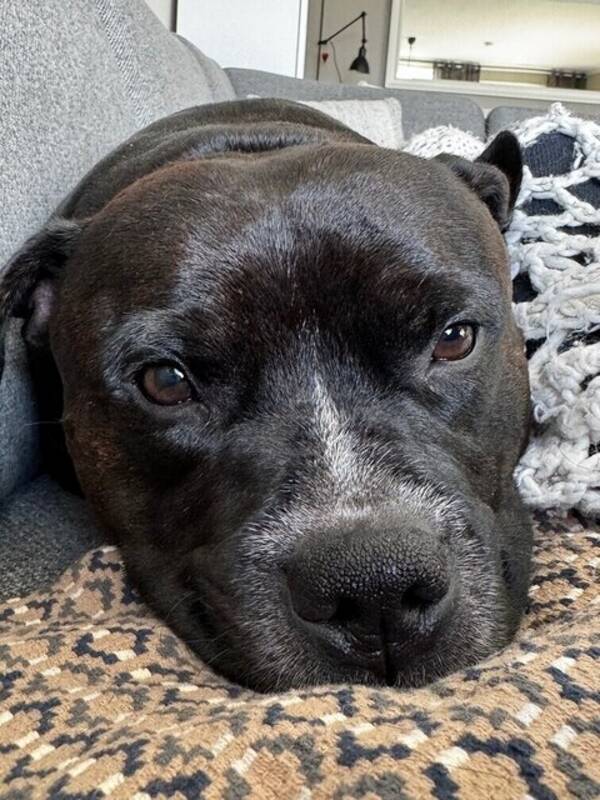 Hund - staffordshire bull terrier Balder