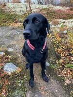 Jakt labrador, Mia