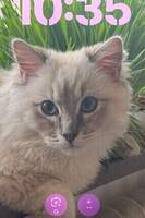 Aslan