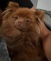 Pomeranian född 2026 Pomeranian född 2026