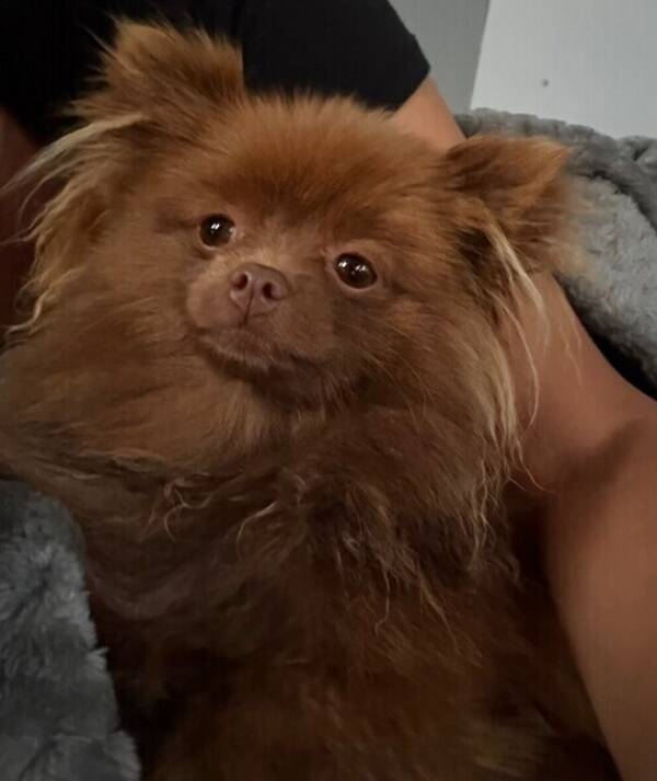 Hund - Pomeranian född 2026