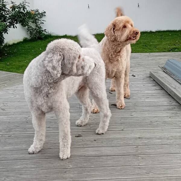 Hund - Bonzo och Zimba 