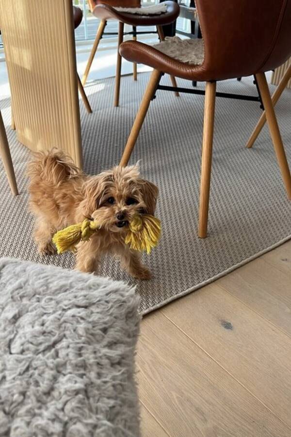 Hund - Blandras pudel/pomereinian