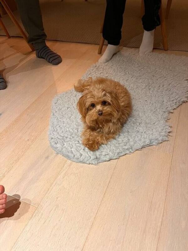 Hund - Blandras pudel/pomereinian