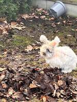 Engelsk Angora kanin 