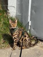 Bengalkatten Mango