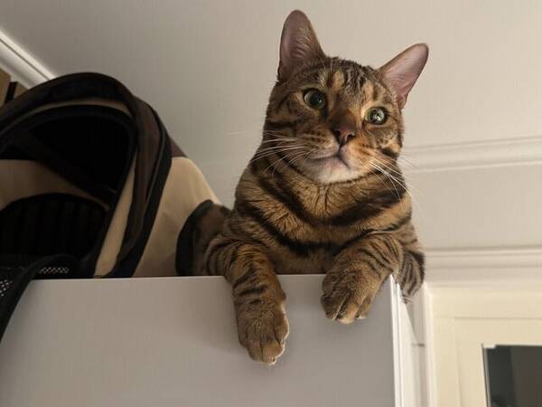 Katt - Bengalkatten Mango