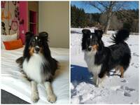 Sheltie Avanti