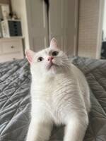 Timi