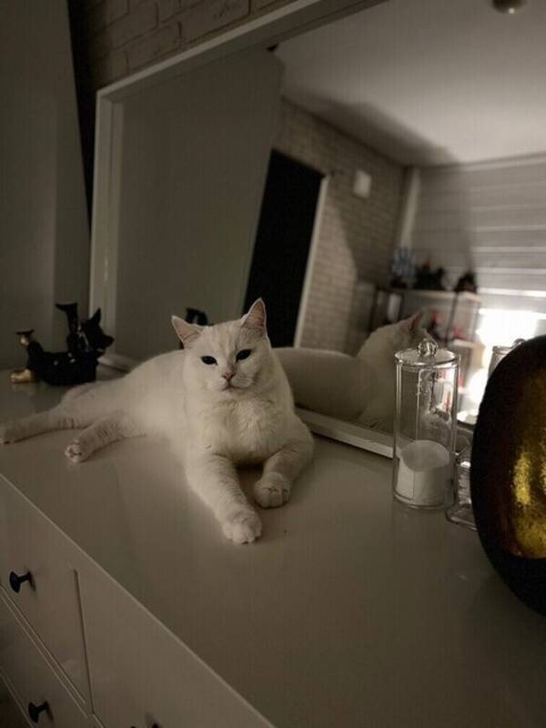 Katt - Timi