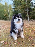 Finsk lapphund Nome