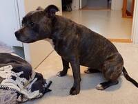 Staffen Doris