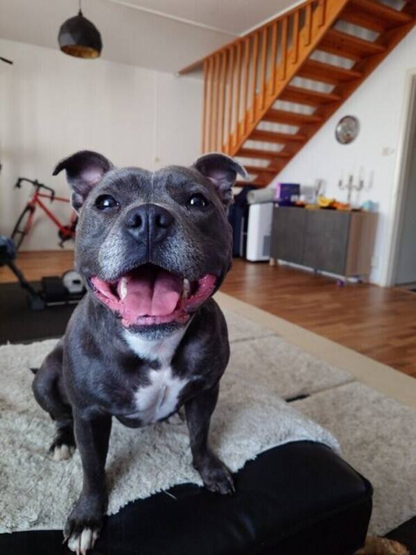 Hund - Staffen Doris