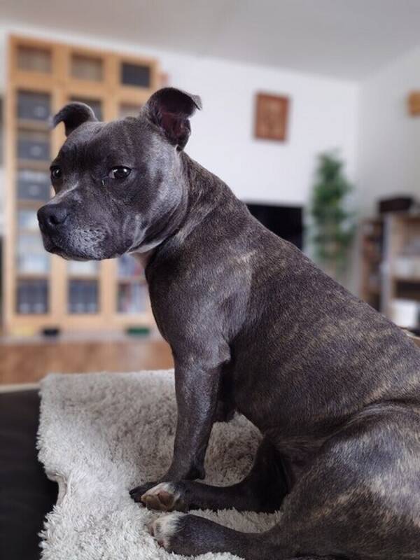 Hund - Staffen Doris