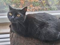 Katten Skye