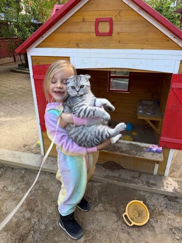 Katt - Katt, grå