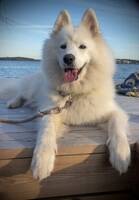 Samojed 